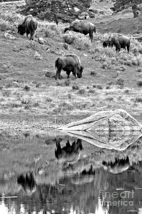 Yellowstone Bison Hillside Reflections Black And White Photograph by Adam Jewell