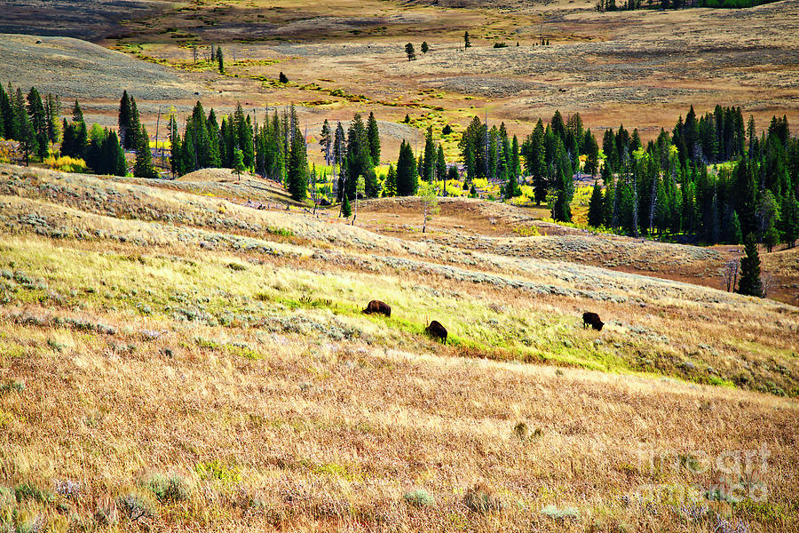 Yellowstone Bison in Autumn Photograph by Bruce Block
