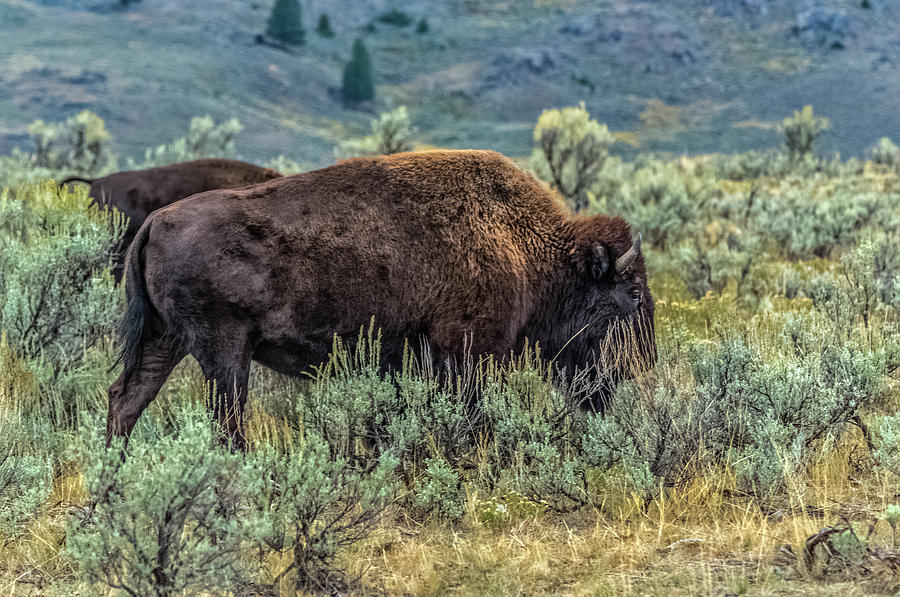 Yellowstone Bison In September Photograph by Yeates Photography