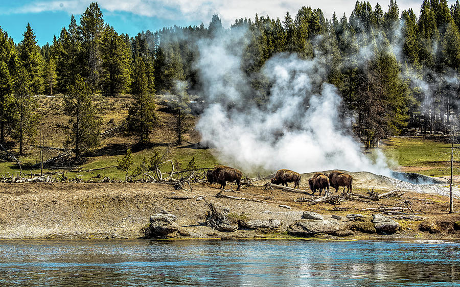 Yellowstone Bison In Summer Photograph by Yeates Photography