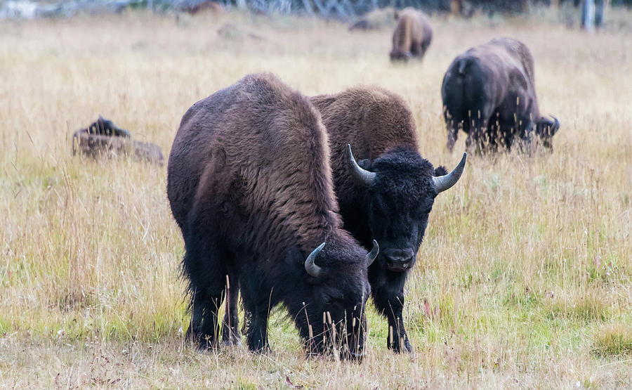 Yellowstone Bison Photograph by Jennifer Ancker