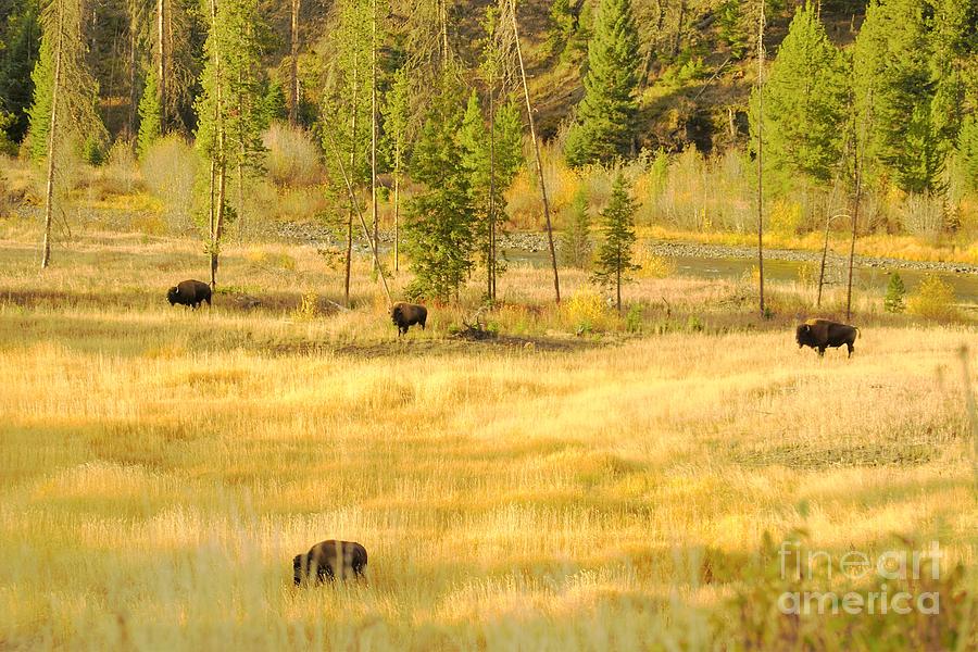 Yellowstone Bison Photograph by Merle Grenz