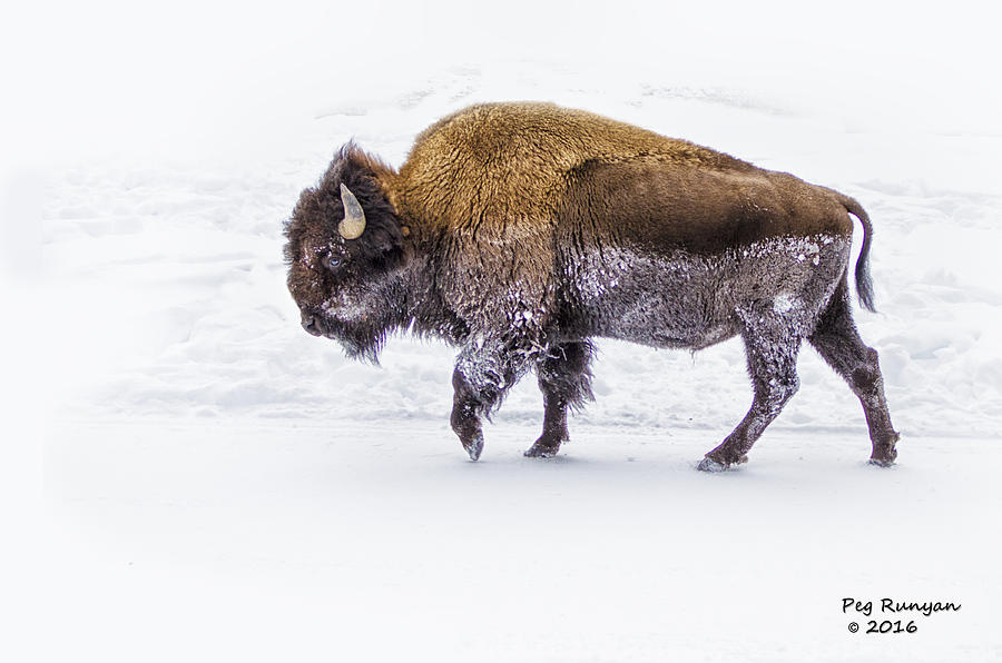Yellowstone Bison Photograph by Peg Runyan