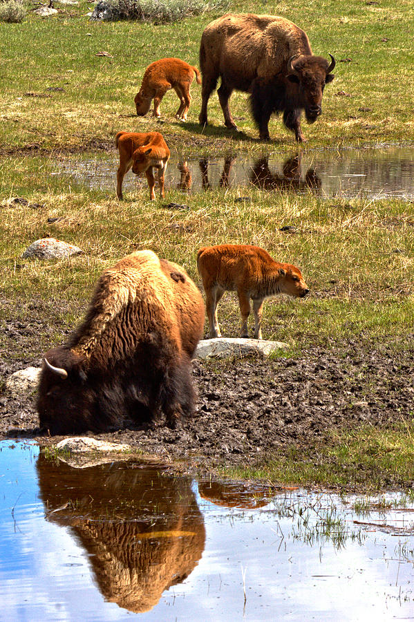 Yellowstone Bison Reflections Photograph by Adam Jewell
