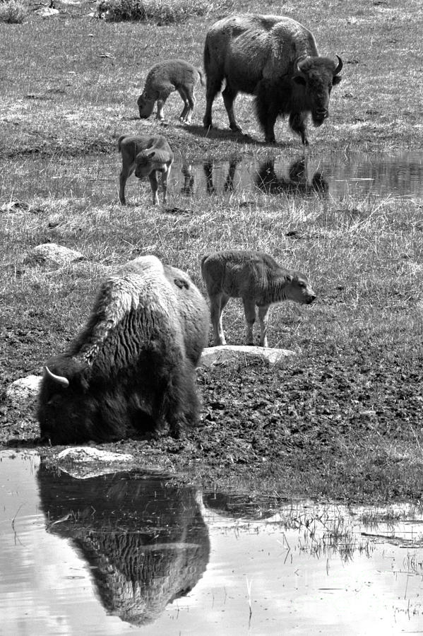 Yellowstone Bison Reflections Black And White Photograph by Adam Jewell