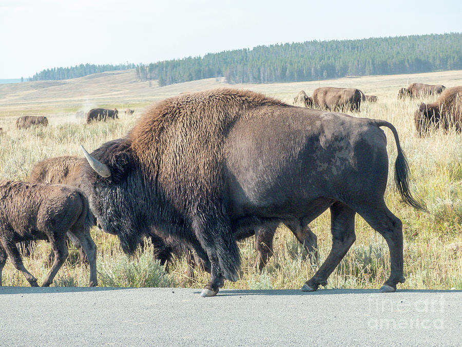 Yellowstone Bison Photograph by Rod Jones