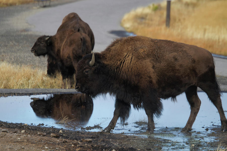 Yellowstone Bison Photograph by Shirley Mitchell