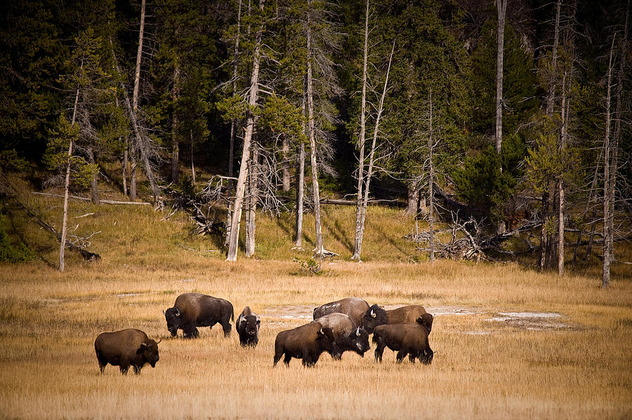Yellowstone National Park Photograph - Yellowstone Bison by Steve Gadomski