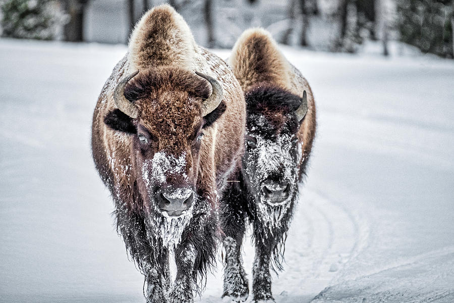 Yellowstone Bison Photograph by Stuart Litoff