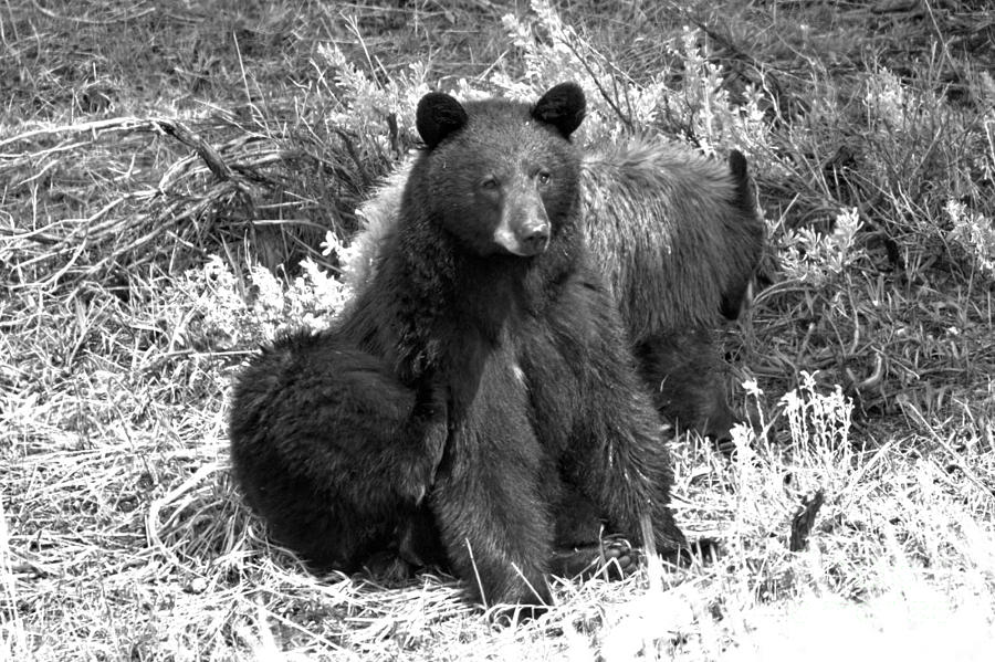 Yellowstone Black Bear And Junior Spring 2018 Black And White Photograph by Adam Jewell