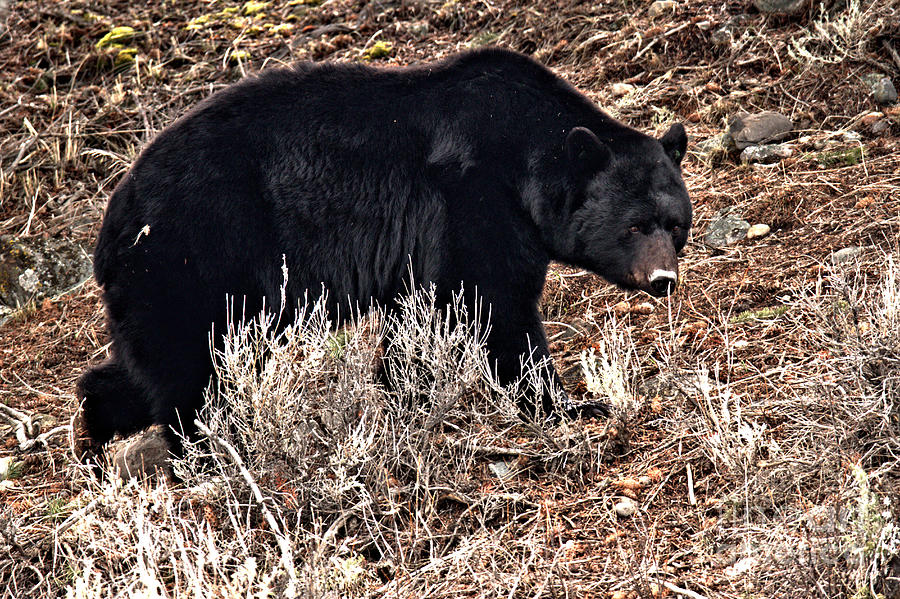Yellowstone Black Bear In The Brush Photograph by Adam Jewell