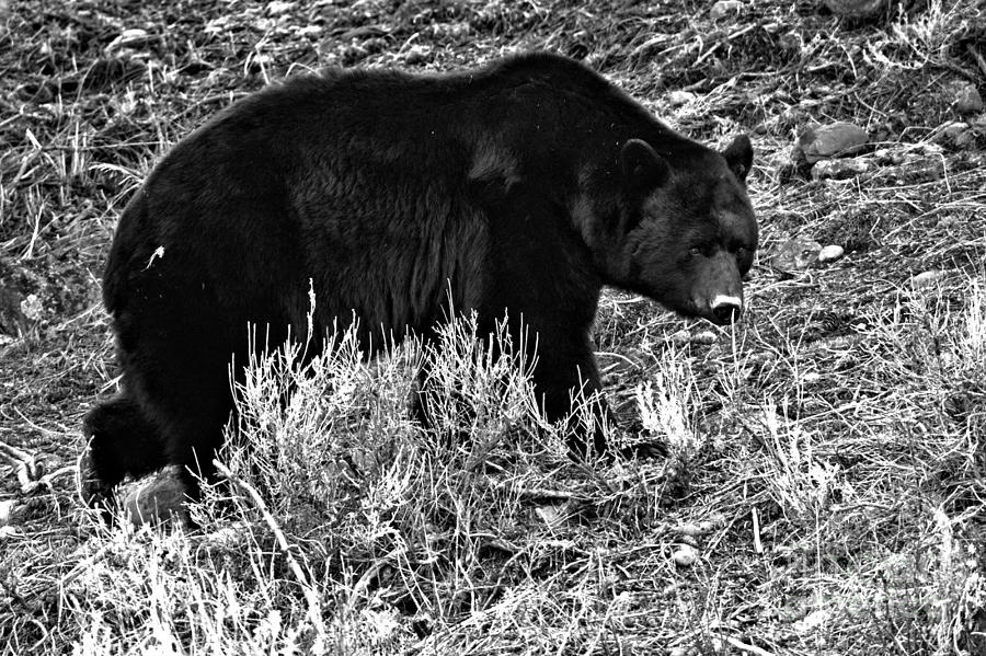 Yellowstone Black Bear In The Brush Black And White Photograph by Adam Jewell