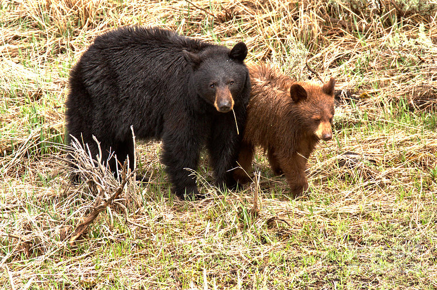 Yellowstone Black Bears In The Brush 2018 Photograph by Adam Jewell