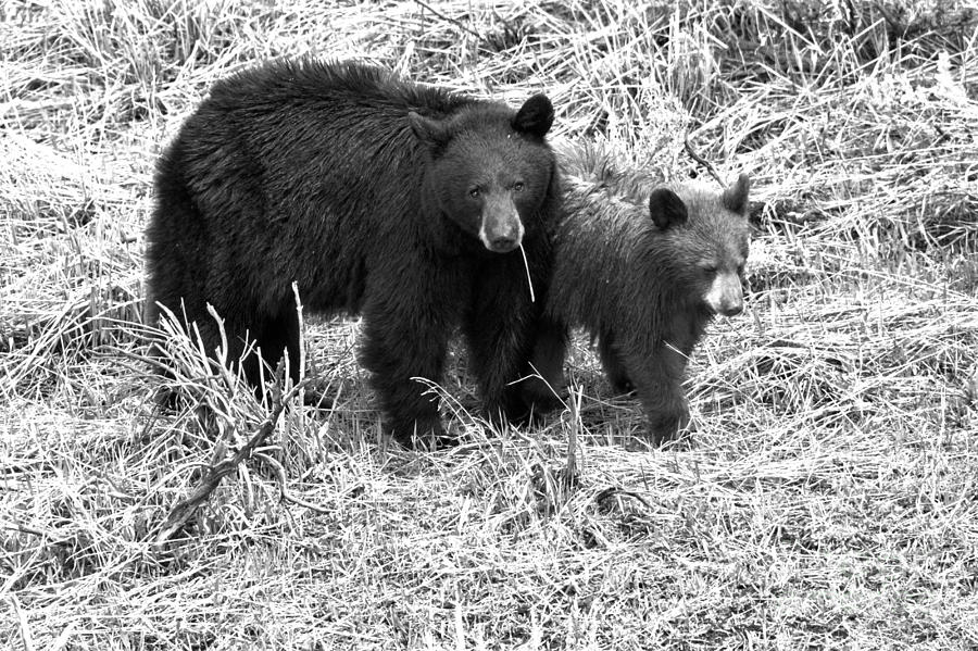 Yellowstone Black Bears In The Brush 2018 Black And White Photograph by Adam Jewell