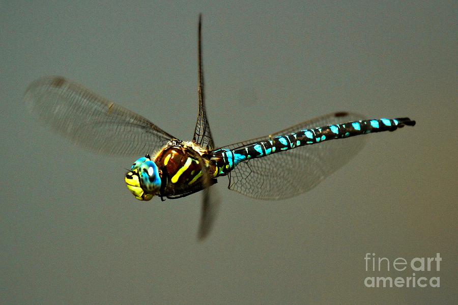 Blue Dragonfly Photograph - Yellowstone Blue Dragonfly by Adam Jewell