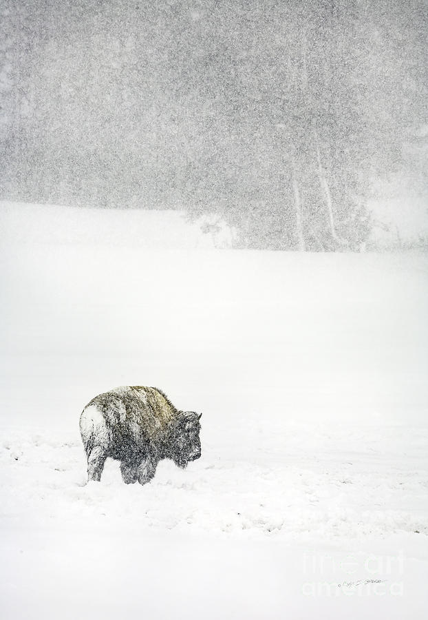 Yellowstone Buffalo in Winter Photograph by Craig J Satterlee