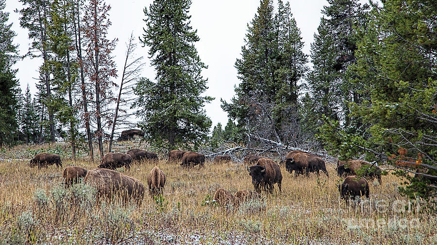 Yellowstone Buffalo Photograph by Jim Garrison
