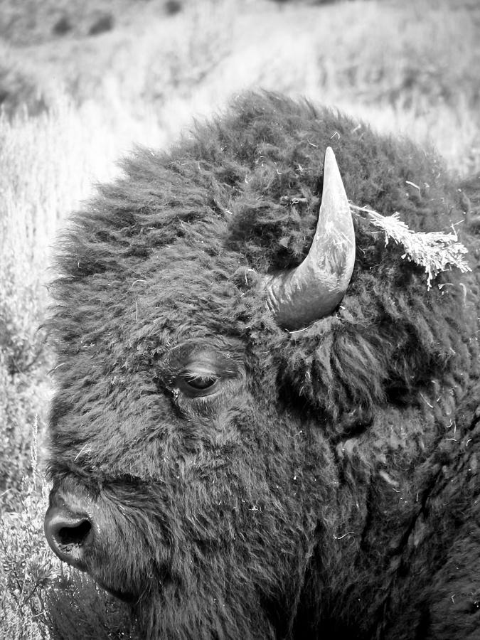 Yellowstone Buffalo Photograph by Jonathan Hansen - Pixels