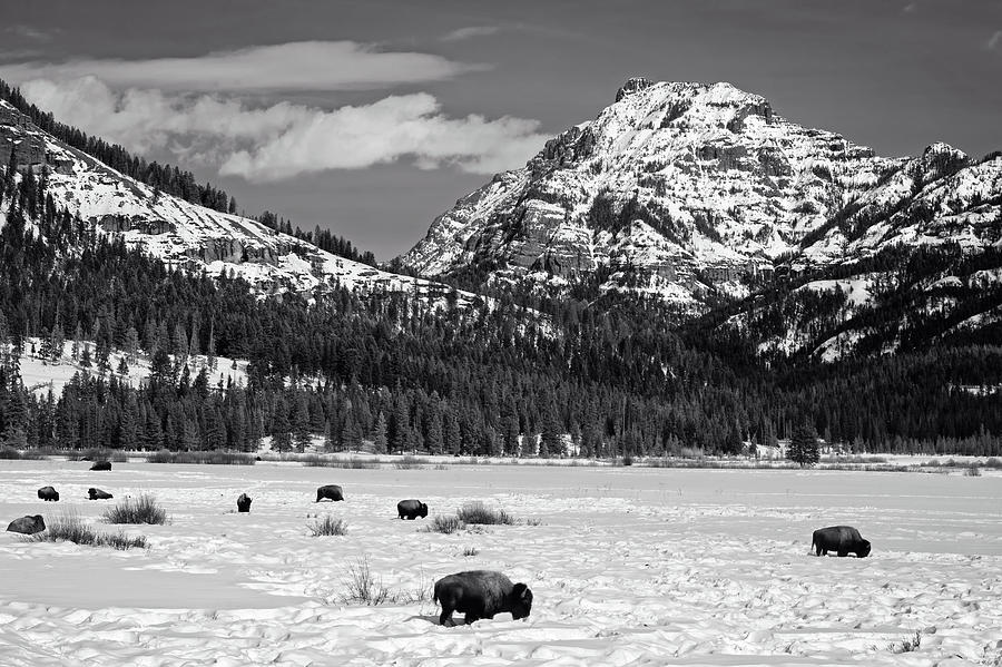 Yellowstone National Park Photograph - Yellowstone Buffalo by Mountain Dreams