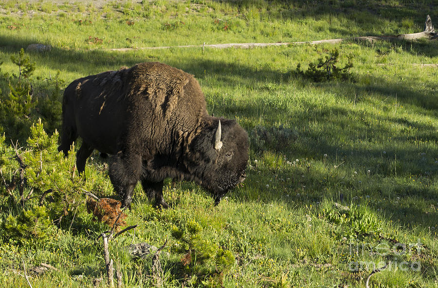 Yellowstone Buffalo Photograph by Louise Magno