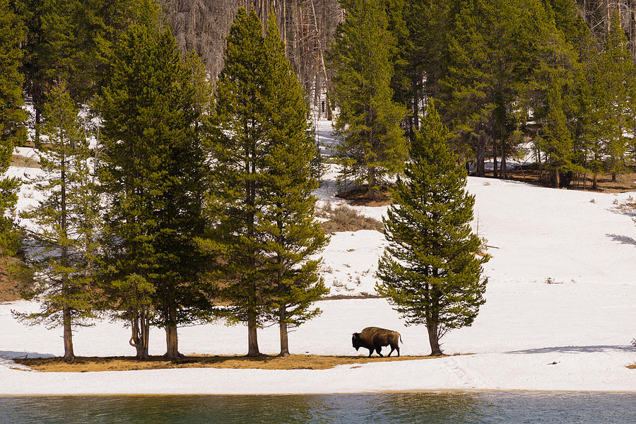 Yellowstone Buffalo Photograph by Mike Evangelist