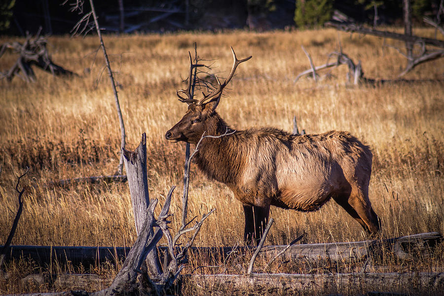 Yellowstone Bull Elk Photograph by Jen Manganello