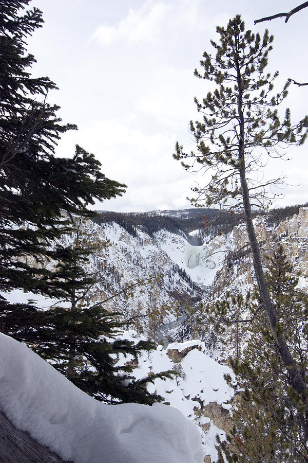 Yellowstone Canyon Photograph by Mary Haber