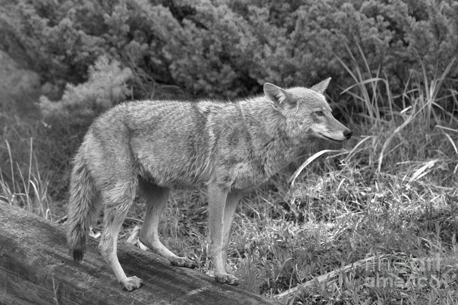 Yellowstone Coyote Black And White Photograph by Adam Jewell