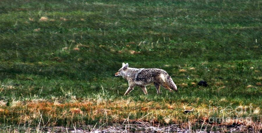 Yellowstone Coyote Photograph