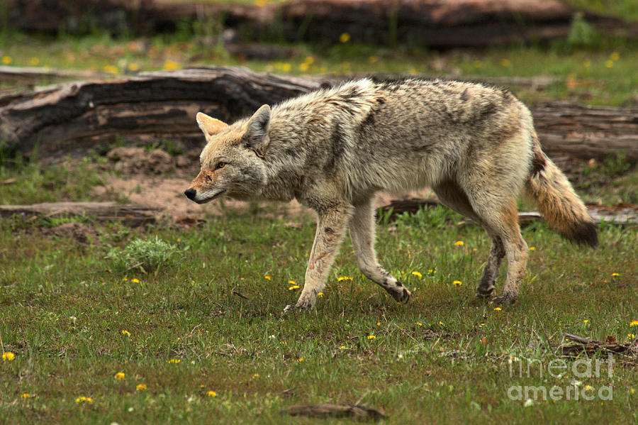 Yellowstone Coyote Intensity Photograph by Adam Jewell