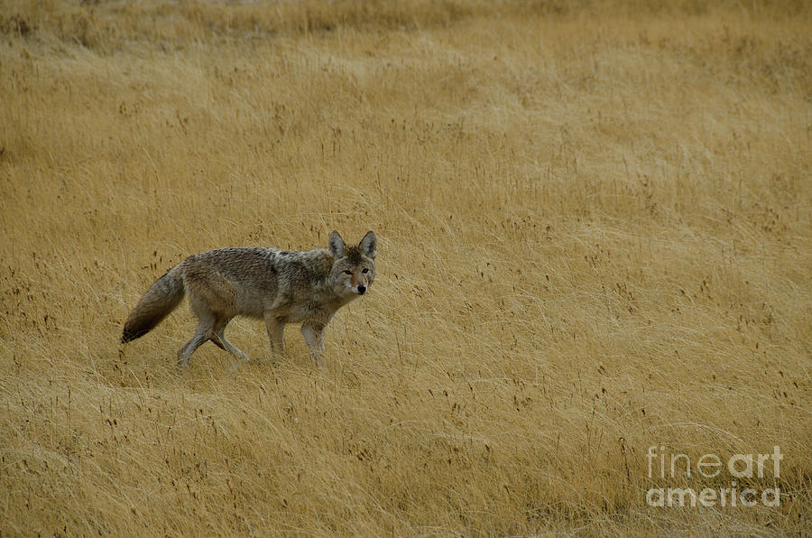 Yellowstone Coyote Photograph by Sue Smith
