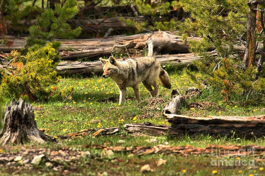 Yellowstone Coyote Wandering Along Photograph by Adam Jewell