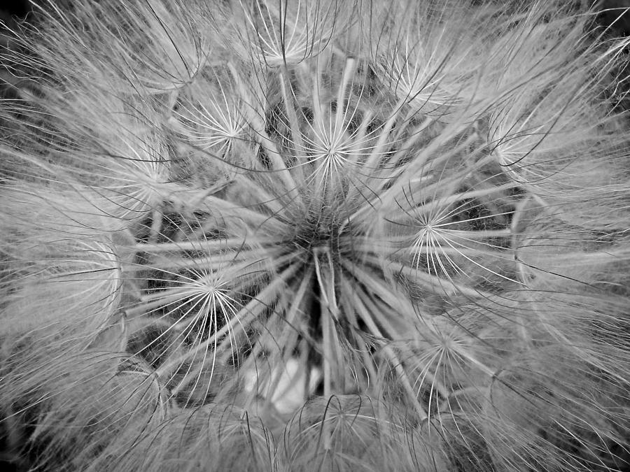 Dandelion Photograph - Yellowstone Dandelion by Jonathan Hansen Dandelion Photograph - Yellowstone Dandelion by Jonathan Hansen