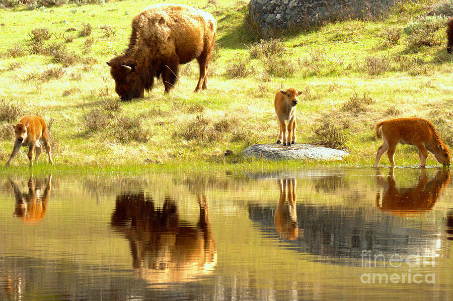 Yellowstone Drinking And Dining Photograph by Adam Jewell