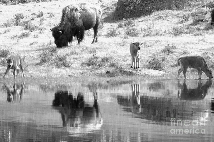Yellowstone Drinking And Dining Black And White Photograph by Adam Jewell