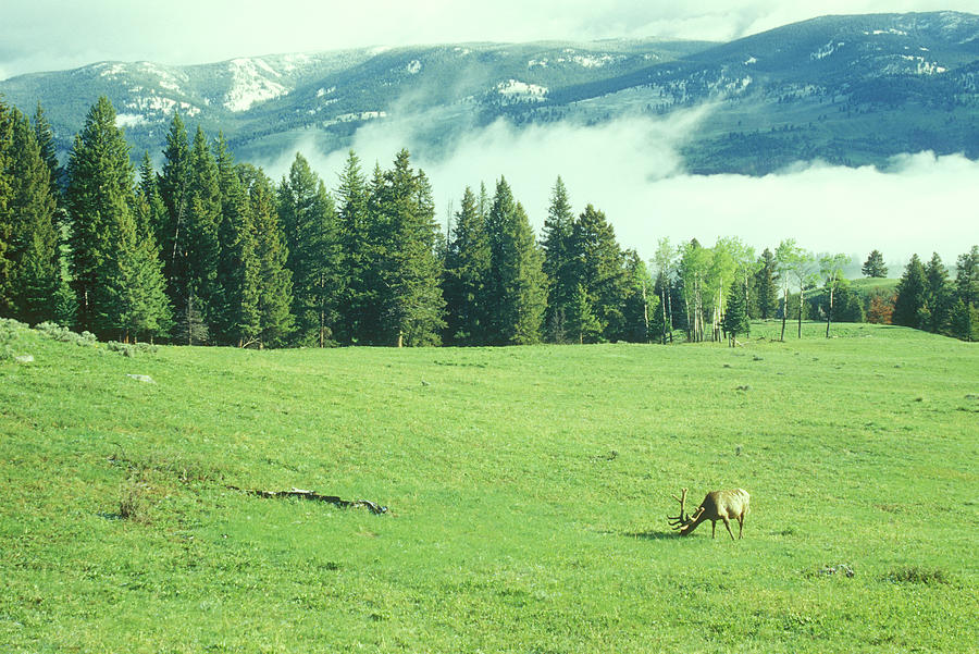 Yellowstone Elk Fog  Photograph by John Burk