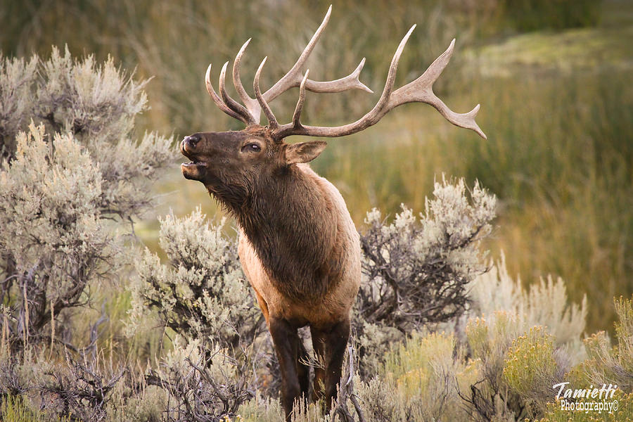 Yellowstone Elk Photograph by John Tamietti - Pixels