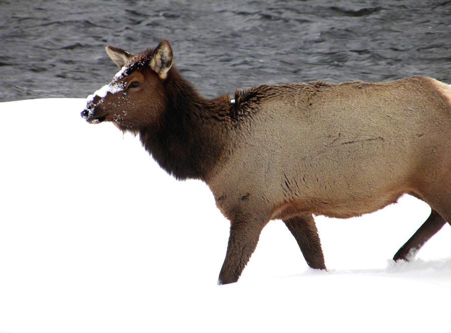 Yellowstone Elk Photograph by Meagan  Visser