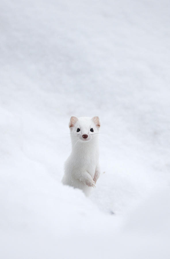 Yellowstone National Park Photograph - Yellowstone Ermine Too by Max Waugh