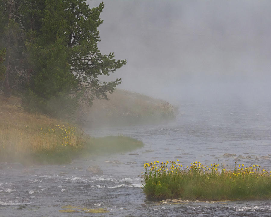 Yellowstone - Flowers in the Mist Photograph by Penny Meyers