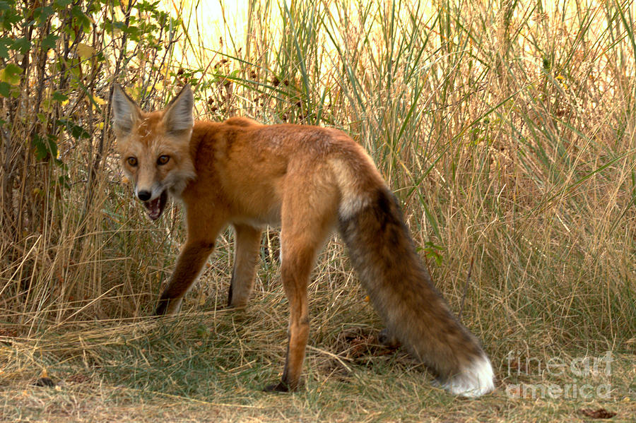 Yellowstone Fox Growl Photograph by Adam Jewell