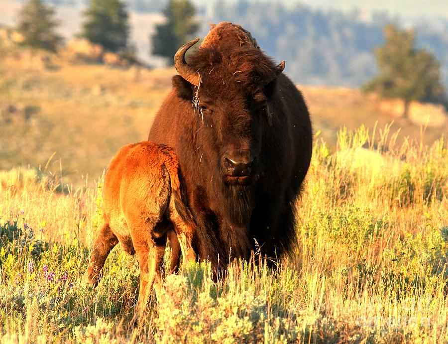 Yellowstone Golden Buffalo Photograph by Adam Jewell