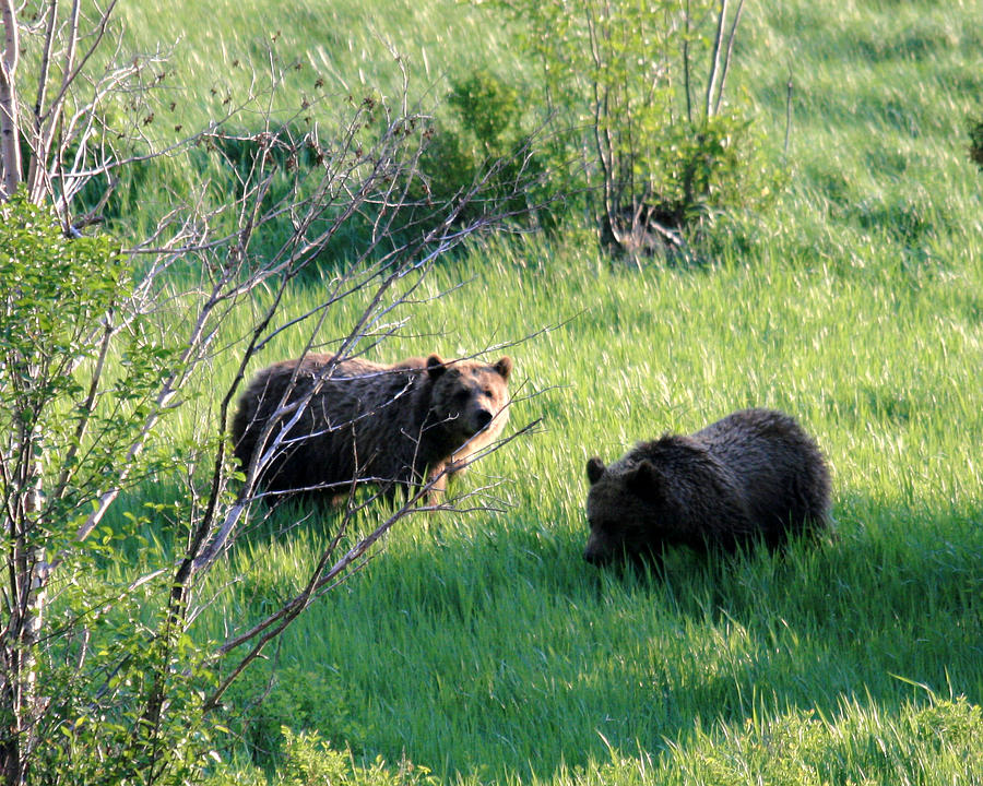 Yellowstone Grizzlies Photograph by George Jones