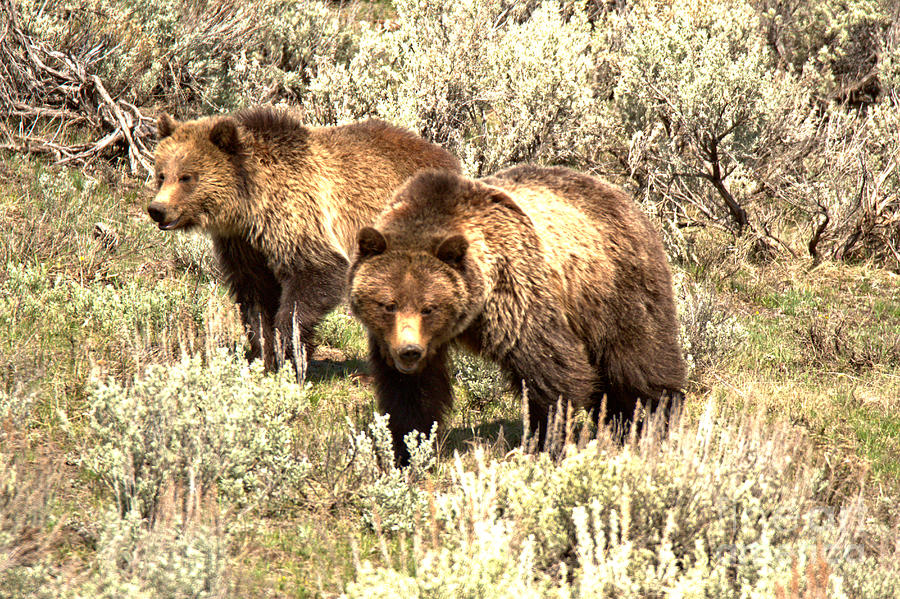 Yellowstone Grizzlies In The Sage Brush Photograph by Adam Jewell