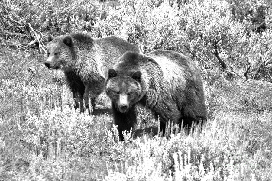 Yellowstone Grizzlies In The Sage Brush Black And White Photograph by Adam Jewell