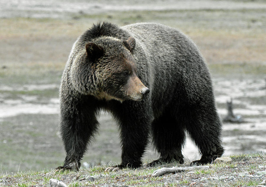 Yellowstone National Park Photograph - Yellowstone Grizzly a Pondering by Bruce Gourley