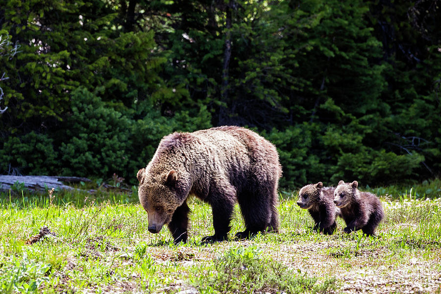 Yellowstone Grizzly and Cubs Photograph by Daryl L Hunter | Fine Art ...