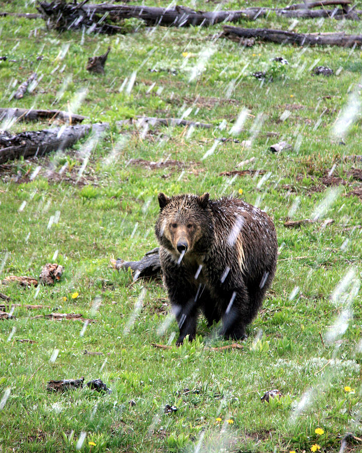 Yellowstone Grizzly During Snowstorm Photograph by George Jones