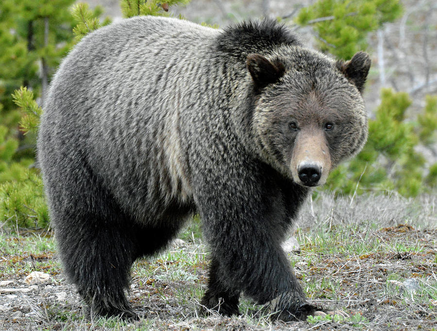 Yellowstone Grizzly Looking at You Photograph by Bruce Gourley
