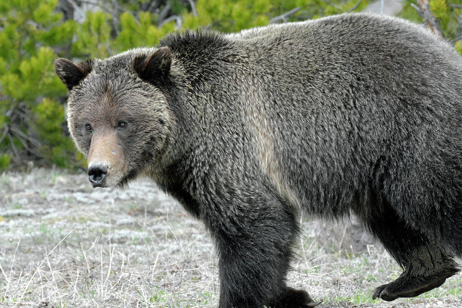 Yellowstone Grizzly on the Hunt Photograph by Bruce Gourley